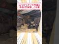 山でガリガリの母猫と子猫6匹保護した結果 #2ch動物スレ #猫動画 #猫のいる暮らし