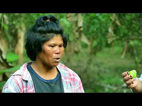 พี่หนูปลูกมะนาวไข่ขายได้ 3,000,000 บาทต่อปี!! (40-50 ตัน)