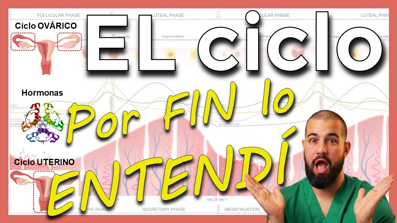 Ciclo OVÁRICO, Ciclo UTERINO y todas las HORMONAS. Explicado FÁCIL y con esquemas