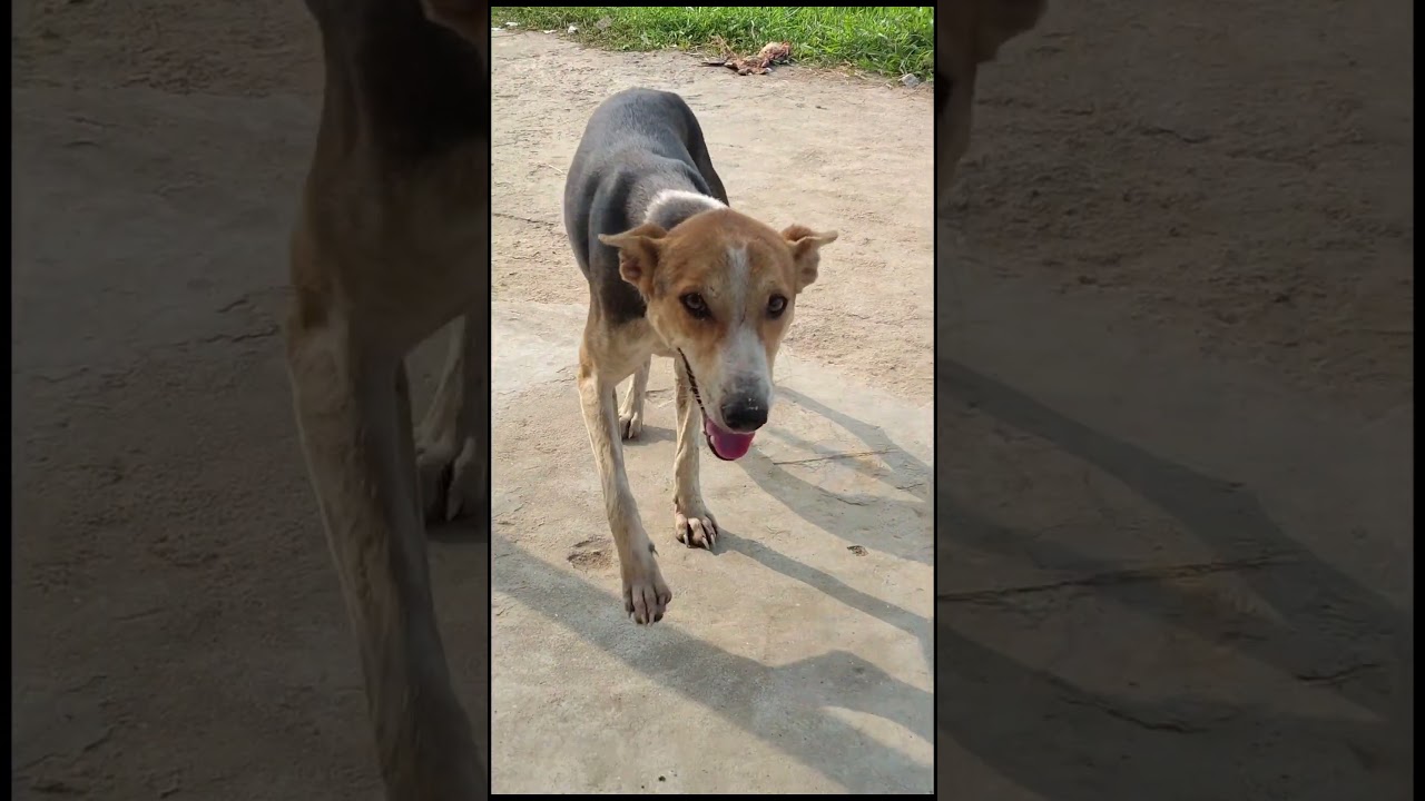 duniya mein sabse barish#kahan per girti hai#jameen per gir kutta ki comedy video dekhen comedy 🐕🤣