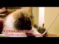 [720p] Котокафе &quot;Котики и люди&quot;: продолжение кошачьей истории