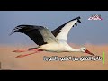 معلومات نادرة عن طائر اللقلق 