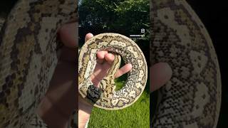 Proven Breeder Hypo Tiger Coastal Carpet Python Male Profile