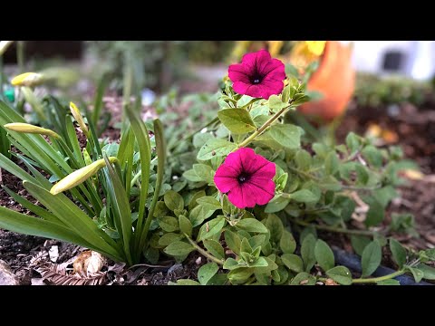 Video: Zone 9 Winter Ornamentals: Alegerea plantelor ornamentale pentru zona 9 Winter Gardens
