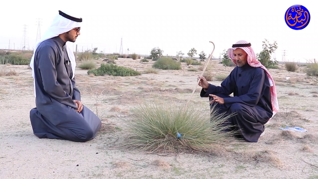 برنامج عالم الإبل - ح 5 - النباتات التي تفضلها الإبل مع الناشط البيئي ناصر العتيبي