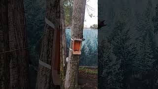 Чернышок бежит на кормушку #squirrel #белки #белочка #animals #бельчонок
