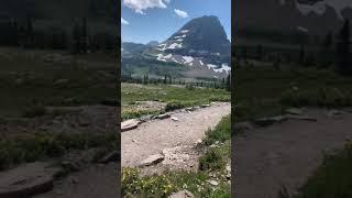 Grizzly Bear Chase in Glacier National Park