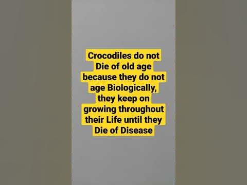 Crocodiles do not Die of Old Age Because they do not Age Biologically