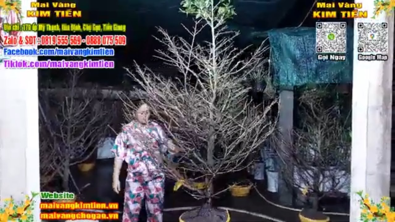 Phôi Mai Thủ Đức Giá Rẻ Bao Ship Bao Sống Toàn Quốc - Mai Vàng Kim Tiền Chợ Gạo