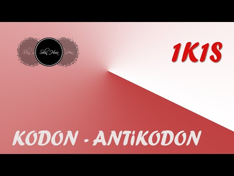 Kodon - Antikodon - 1K1S