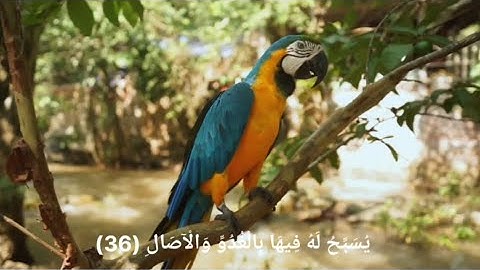﴿ ۞ اللَّهُ نُورُ السَّمَاوَاتِ وَالْأَرْضِ ۚ.....﴾  قراءه خاشعه 😍 القارئ: احمد حسين