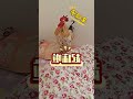 The Grateful Rooster Wakes Up His Master Full Of Happiness