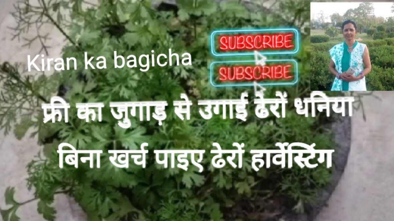 फ्री का जुगाड़ उगाई ढेरों धनिया,बिना खर्च।Free jugaad grew lots of coriander.