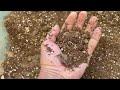 SEMILLEROS O ALMACIGOS DESPUES DE 7 DIAS DE que COLOCAMOS LA SEMIILLA PARA GERMINAR