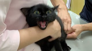 A kitten crying at a veterinary hospital, the test result was ...
