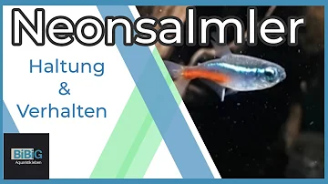 Welche Fische vertragen sich mit Neonsalmler?