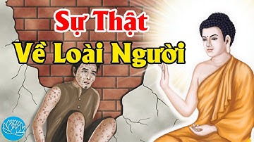 4 Sự Thật Của Loài Người Cần Biết Để Thoát Khỏi Khổ Đau Phiền Não - Nhân Quả Luân Hồi