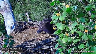 Little Miami Conservancy Bald Eagle 13.05.2024 09:39