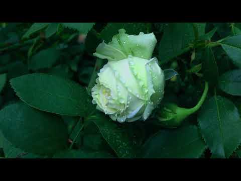 Three lovely Tantau roses: white/green "wedding piano", pink/green "charming piano" and red "piano".