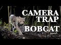 Bobcat Camera Trapping Saga