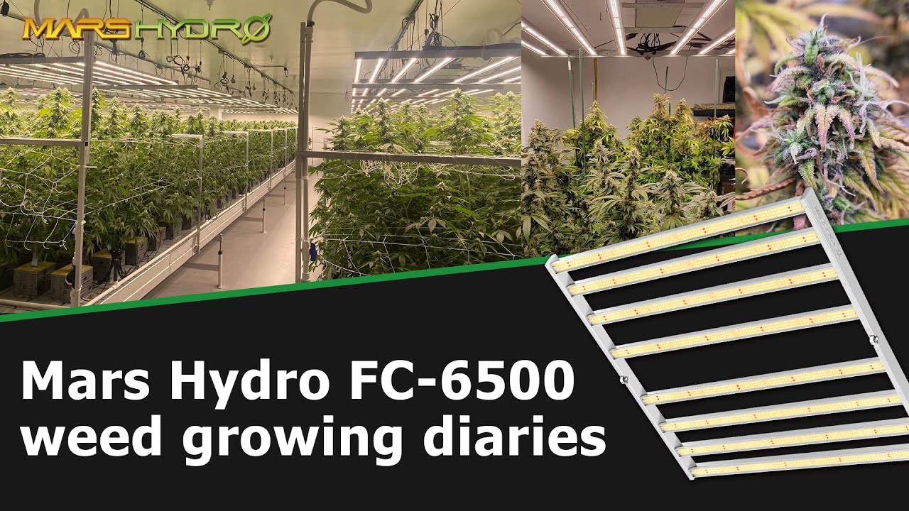 Mars Hydro FC 6500 LED Weed Growing Diaries YouTube