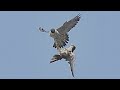 『隼・繁殖の春』chasing a falcon