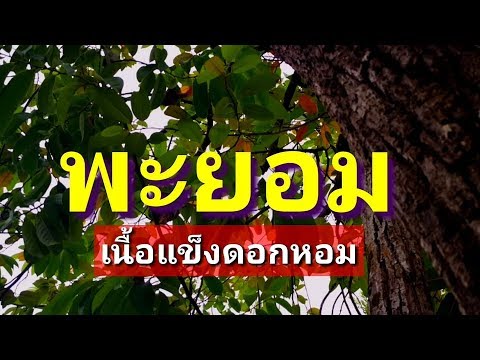 พะยอมไม้แพงเริ่มลดลงหายาก ep26