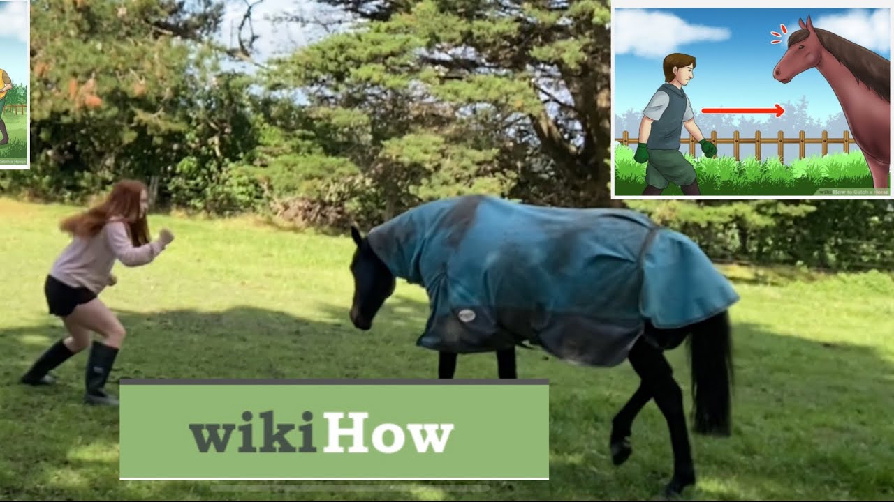 how to CATCH a horse WIKIHOW part 1 YouTube