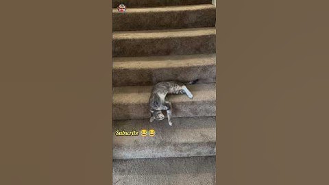 Funny Cat Video 😹😂 || Try not to Laugh || Comedy Video #comedy #laugher #trending #funny #shorts