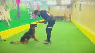 How to train your dog Basic commands..the basic of tricks training