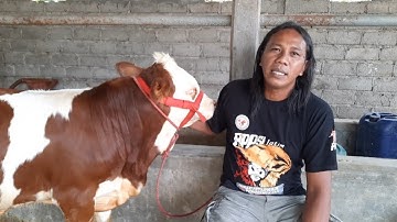DOLAN KANDANG KANG SES - CEK PERSIAPAN SAPI KONTES APPSI JEMBER