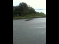 Gator on Hwy 1 Hit by Car
