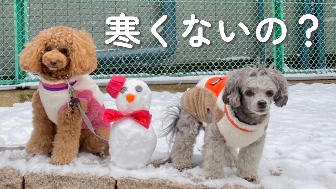 〔犬vlog〕寒くないの？雪の日散歩と犬友バレンタイン💘