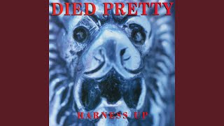 Video thumbnail of "Died Pretty - Harness Up"