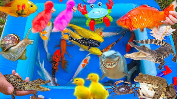 Thỏ Vlog Chơi Cùng Các Con Vật, Con Cá, Con Cua, Con Vịt, Con Cá Sấu tập 4