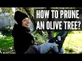 How To Prune An Olive Tree?