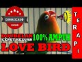 Terapi Love Bird Fighter Agar Cepat Keluar Dobelan Ngekek Ampuh Mp3 - Mp4 Download
