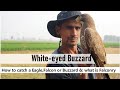 White eyed buzzard how to tame your bird      