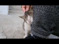 Sick Kitten Cries For Help 😭 But People Ignore Her - Episode 9