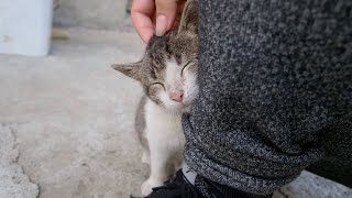 Sick Kitten Cries For Help 😭 But People Ignore Her - Episode 9