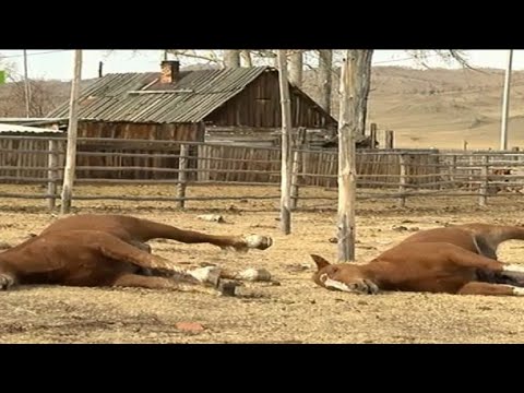 Массовая гибель лошадей в Усть-Абаканском районе