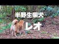 半野生柴犬レオ