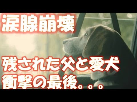 娘が旅立ち二人きりに。残された父と愛犬、あなたは最後の展開にきっと驚く 相互登録 【感動する話】【涙腺崩壊】