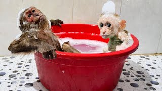 So funny! CUTIS & baby monkey shy his special bath time