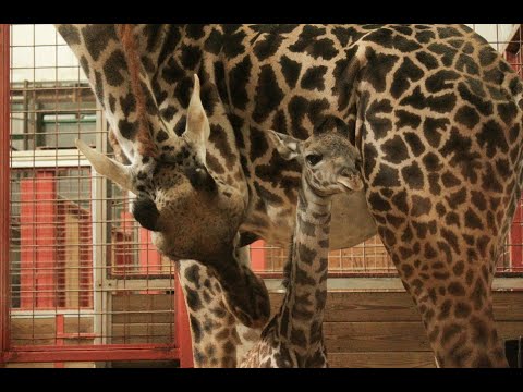 It’s a girl! Meet Franklin Park Zoo's new giraffe calf