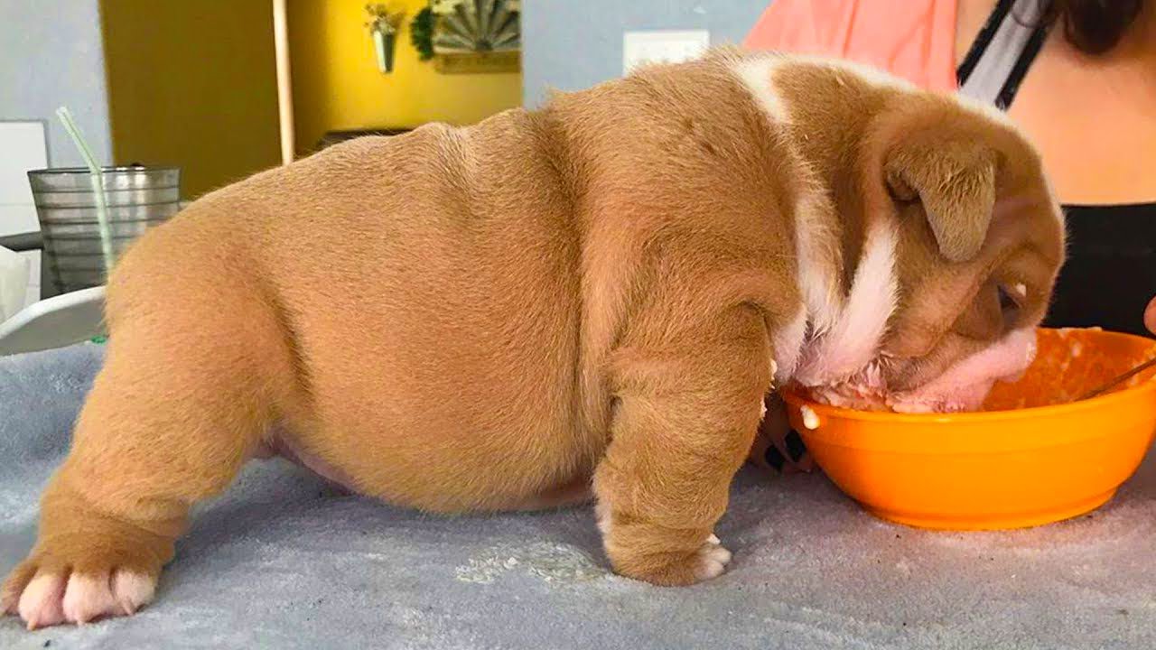 Cutest French Bulldog 🐶 Funny and Cute English Bulldog Doing Funny Things #2