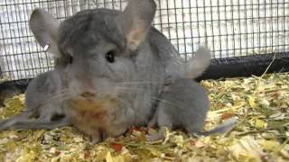 Che' Chinchillas Sapphire Delivered Triplet Sapphire Babies