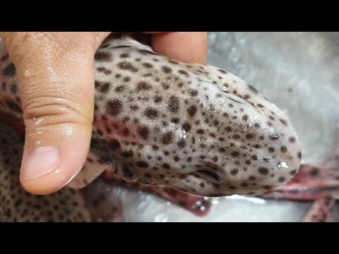 سلخ الحرتوكة بسهولة  