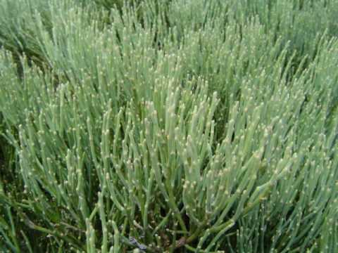 Vídeo: Plantes De Jardí: Arbusts De Fulla Perenne I Caducifolis Ornamentals, Plantes De Jardí I Parc Per A Cases De Camp D’estiu I La Seva Compatibilitat