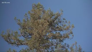 City of Davis cancelled farmer's market due to high winds